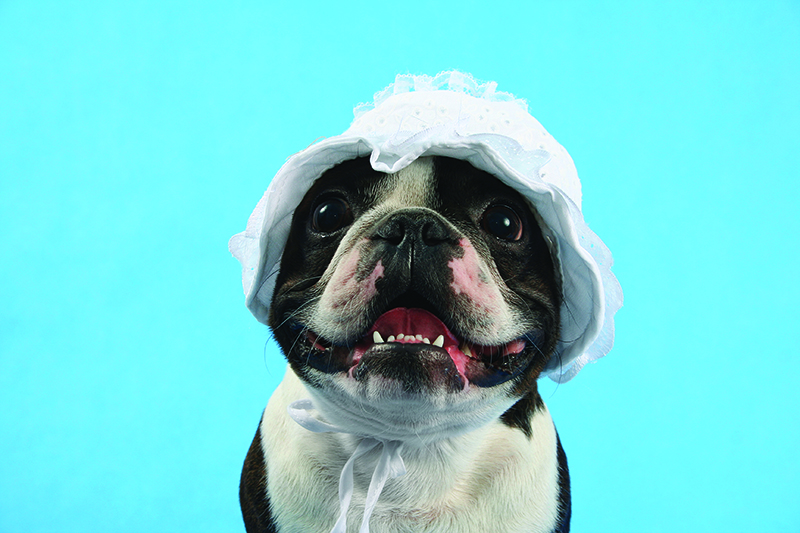 Winter doggie bonnet Winter doggie bonnet